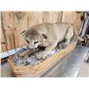 Image 4 : Mountain Lion Cougar Full Body Taxidermy Mount