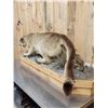 Image 5 : Mountain Lion Cougar Full Body Taxidermy Mount