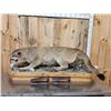 Image 6 : Mountain Lion Cougar Full Body Taxidermy Mount