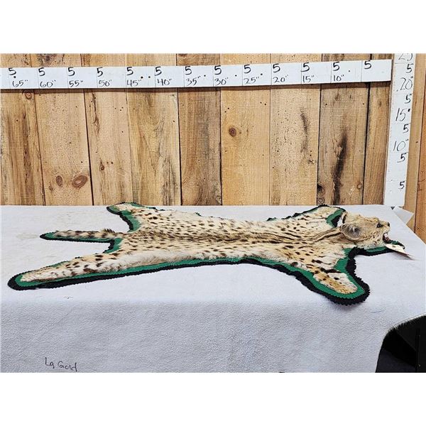 Turkey In Semi Strutt Bird Taxidermy