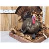 Image 2 : Turkey In Semi Strutt Bird Taxidermy