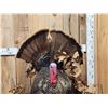 Image 3 : Turkey In Semi Strutt Bird Taxidermy