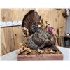 Image 4 : Turkey In Semi Strutt Bird Taxidermy