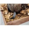 Image 6 : Turkey In Semi Strutt Bird Taxidermy