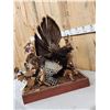 Image 8 : Turkey In Semi Strutt Bird Taxidermy
