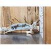 Image 1 : Relief Carved & Painted Moose Antler Art Piece