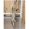 Image 6 : Relief Carved & Painted Moose Antler Art Piece