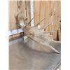 Image 7 : Relief Carved & Painted Moose Antler Art Piece