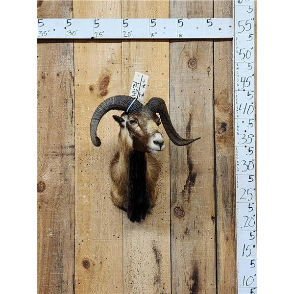 Mouflon Cross Ram Sheep Shoulder Mount Taxidermy