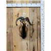 Image 1 : Mouflon Cross Ram Sheep Shoulder Mount Taxidermy