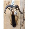 Image 2 : Mouflon Cross Ram Sheep Shoulder Mount Taxidermy
