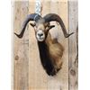 Image 3 : Mouflon Cross Ram Sheep Shoulder Mount Taxidermy