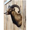 Image 4 : Mouflon Cross Ram Sheep Shoulder Mount Taxidermy