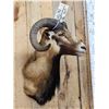 Image 5 : Mouflon Cross Ram Sheep Shoulder Mount Taxidermy