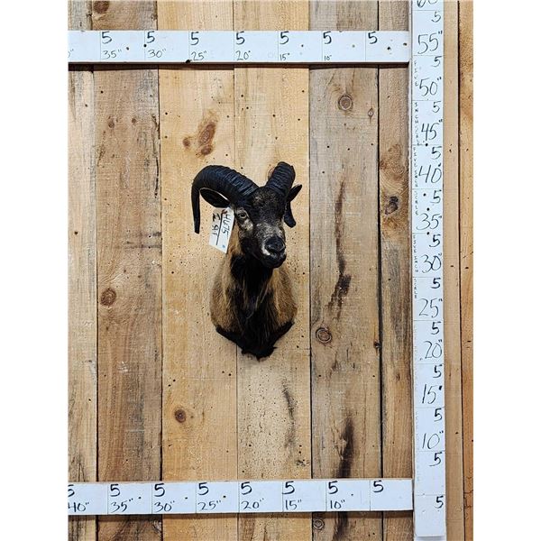 Ram Sheep Shoulder Mount Taxidermy
