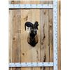 Image 1 : Ram Sheep Shoulder Mount Taxidermy