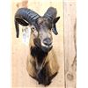 Image 2 : Ram Sheep Shoulder Mount Taxidermy