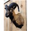 Image 3 : Ram Sheep Shoulder Mount Taxidermy