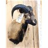 Image 4 : Ram Sheep Shoulder Mount Taxidermy