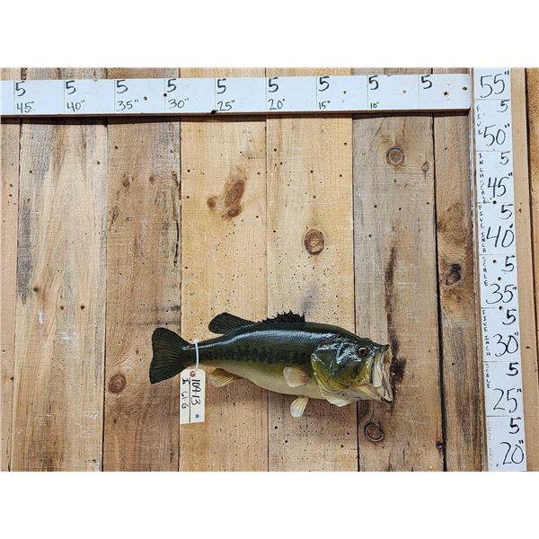 25  Largemouth Bass Real Skin Fish Taxidermy