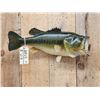 Image 2 : 25" Largemouth Bass Real Skin Fish Taxidermy