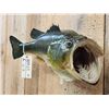 Image 4 : 25" Largemouth Bass Real Skin Fish Taxidermy