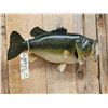 Image 5 : 25" Largemouth Bass Real Skin Fish Taxidermy