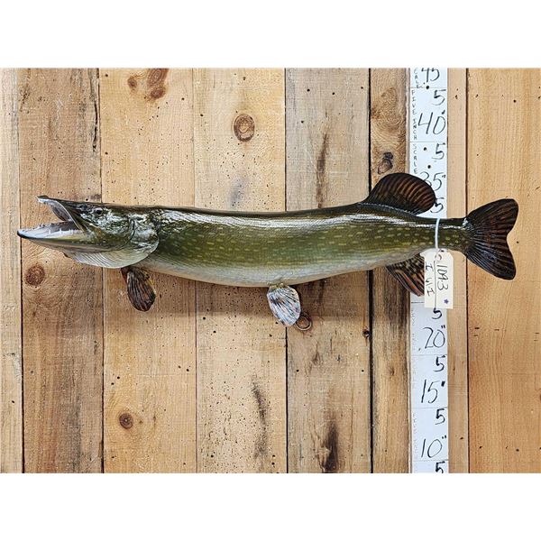 47" Northern Pike Real Skin Fish Taxidermy