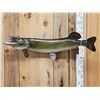 Image 1 : 47" Northern Pike Real Skin Fish Taxidermy
