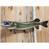 Image 2 : 47" Northern Pike Real Skin Fish Taxidermy