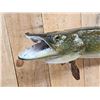 Image 3 : 47" Northern Pike Real Skin Fish Taxidermy