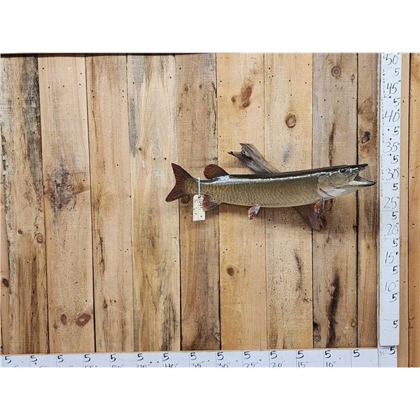 35" Muskie Real Skin Fish Taxidermy