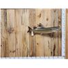 Image 1 : 35" Muskie Real Skin Fish Taxidermy