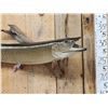 Image 2 : 35" Muskie Real Skin Fish Taxidermy