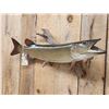 Image 3 : 35" Muskie Real Skin Fish Taxidermy
