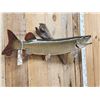 Image 4 : 35" Muskie Real Skin Fish Taxidermy