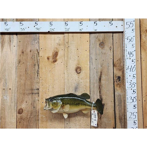 22" Largemouth Bass Real Skin Fish Taxidermy