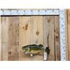 Image 1 : 22" Largemouth Bass Real Skin Fish Taxidermy