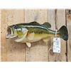 Image 2 : 22" Largemouth Bass Real Skin Fish Taxidermy