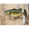 Image 3 : 22" Largemouth Bass Real Skin Fish Taxidermy