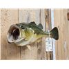 Image 4 : 22" Largemouth Bass Real Skin Fish Taxidermy
