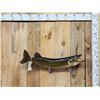 Image 1 : 36" Muskie Real Skin Fish Taxidermy