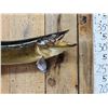 Image 2 : 36" Muskie Real Skin Fish Taxidermy