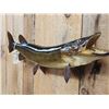 Image 3 : 36" Muskie Real Skin Fish Taxidermy