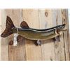 Image 4 : 36" Muskie Real Skin Fish Taxidermy