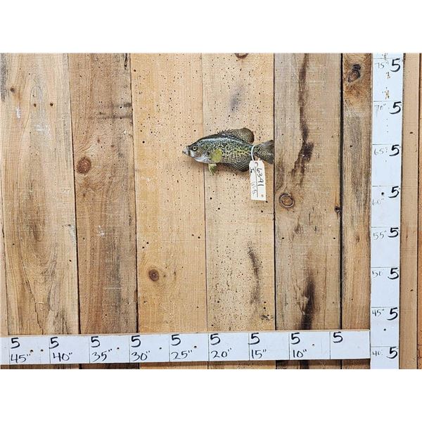 11  Crappie Real Skin Fish Taxidermy