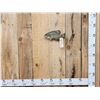 Image 1 : 11" Crappie Real Skin Fish Taxidermy