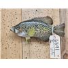 Image 2 : 11" Crappie Real Skin Fish Taxidermy
