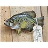 Image 3 : 11" Crappie Real Skin Fish Taxidermy
