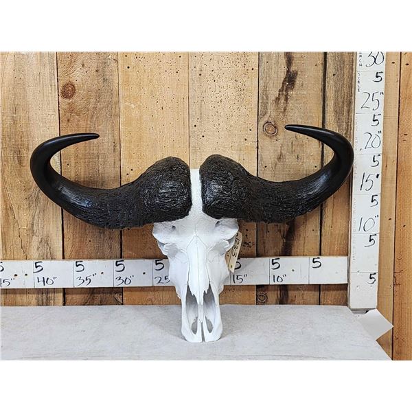 African Cape Buffalo Skull Taxidermy